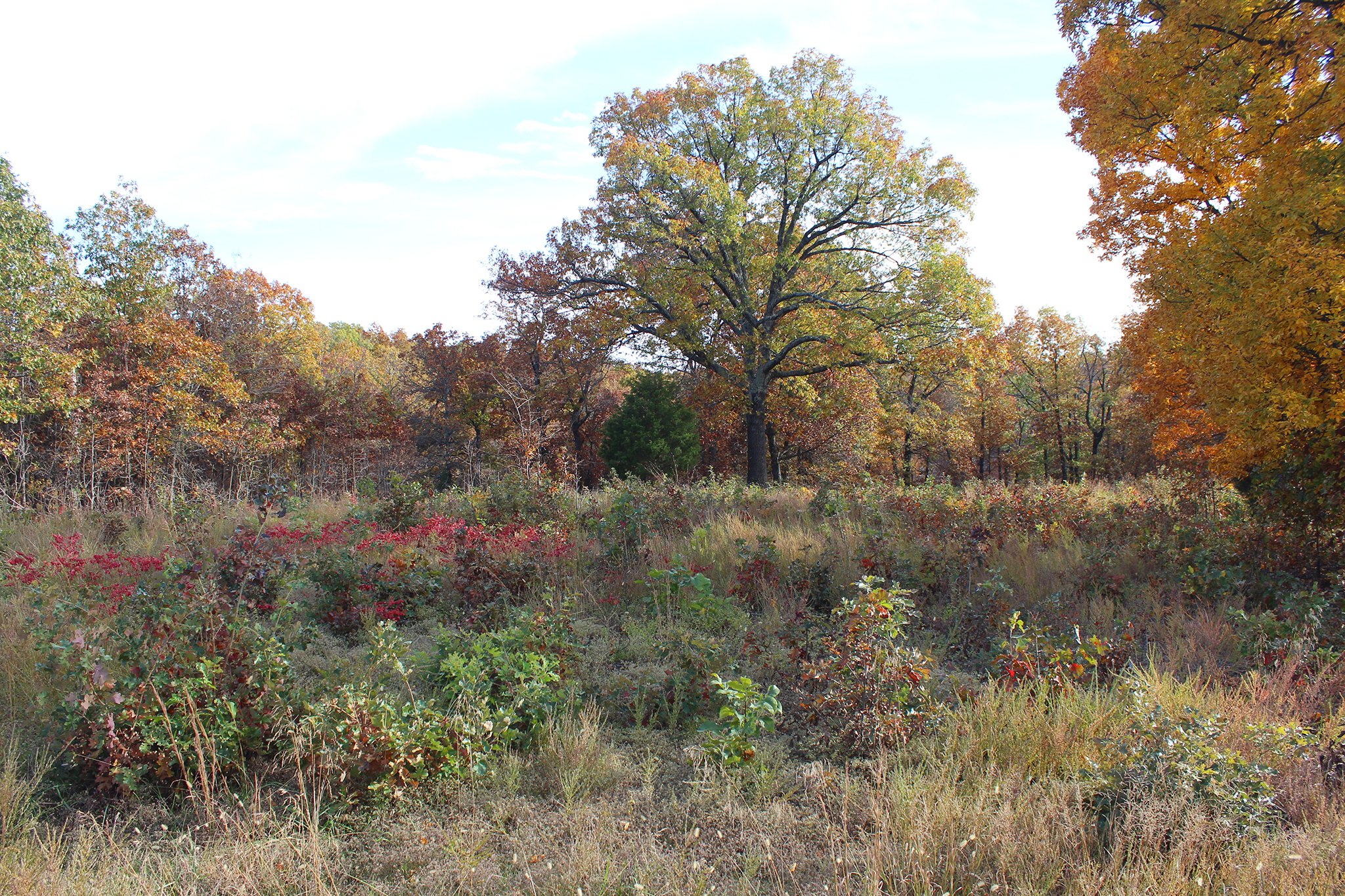 Tract 6 - OKLAHOMA LAND & REAL ESTATE AUCTION, 438 +/- Acres offered in 13 Tracts